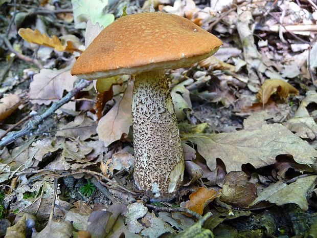 kozák dubový Leccinum aurantiacum (Bull.) Gray