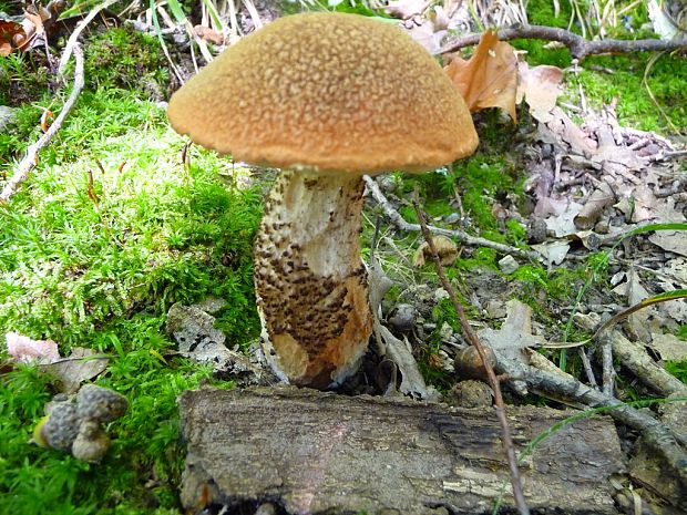 kozák dubový Leccinum aurantiacum (Bull.) Gray