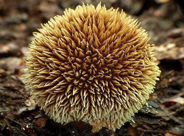 prášnica pichliačová Lycoperdon echinatum Pers.