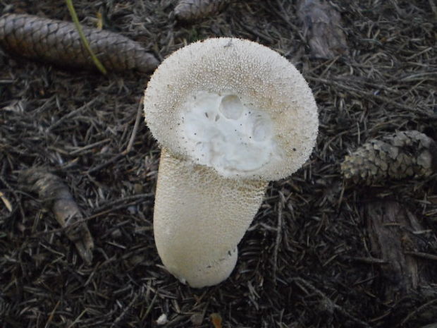 rozpadavec stopkatý Lycoperdon excipuliforme (Scop.) Pers.