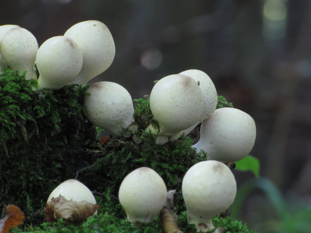 prášnica hruškovitá Lycoperdon pyriforme Schaeff.