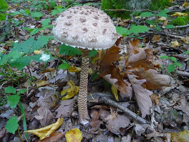 bedľa vysoká Macrolepiota procera (Scop.) Singer