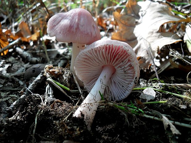 prilbička ružovkastá Mycena rosea Gramberg