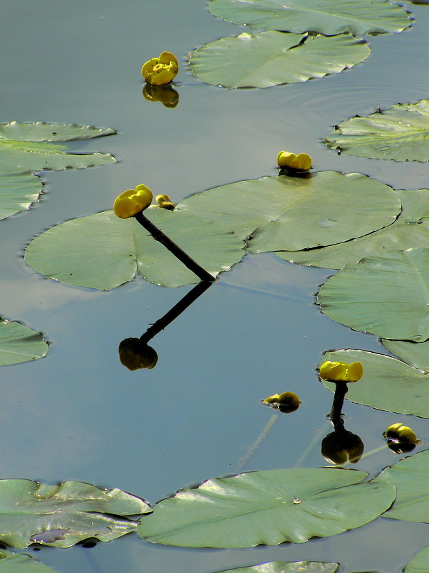 leknica žltá Nuphar lutea (L.) Sm.