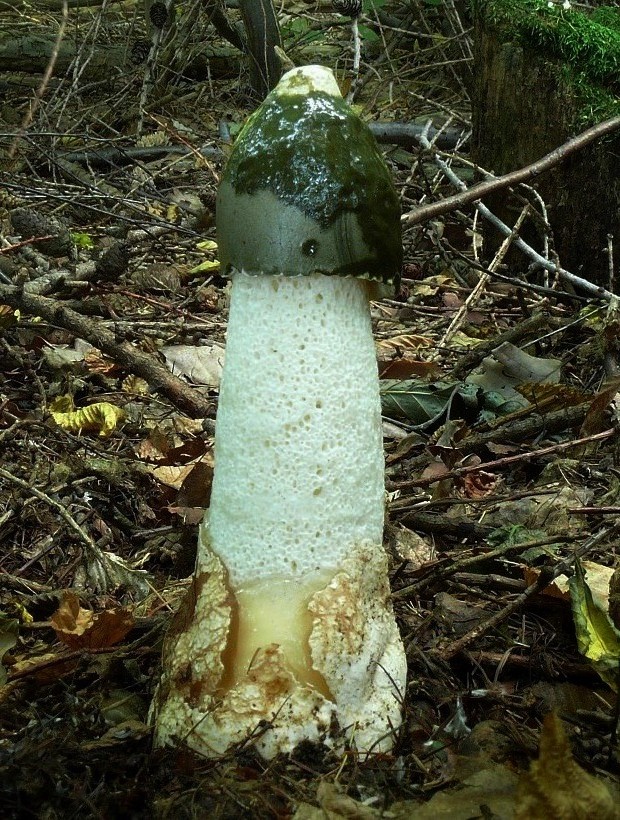 hadovka smradľavá Phallus impudicus L.