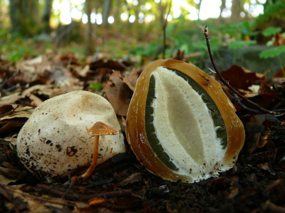 hadovka smradľavá Phallus impudicus L.