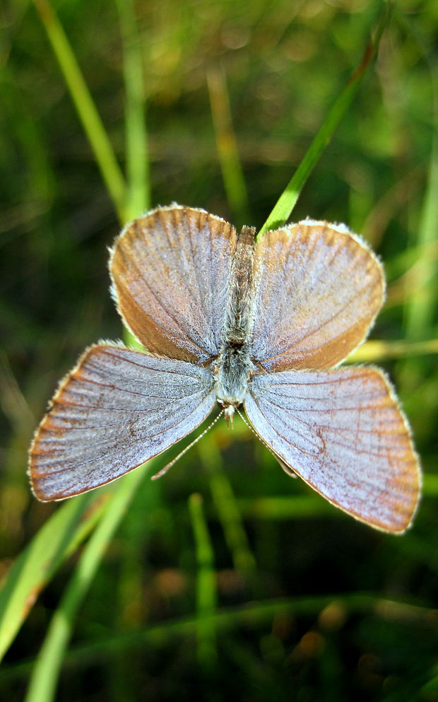 modráčik severský Plebejus idas