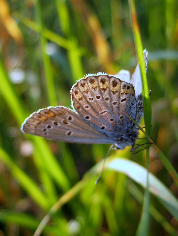 modráčik severský Plebejus idas