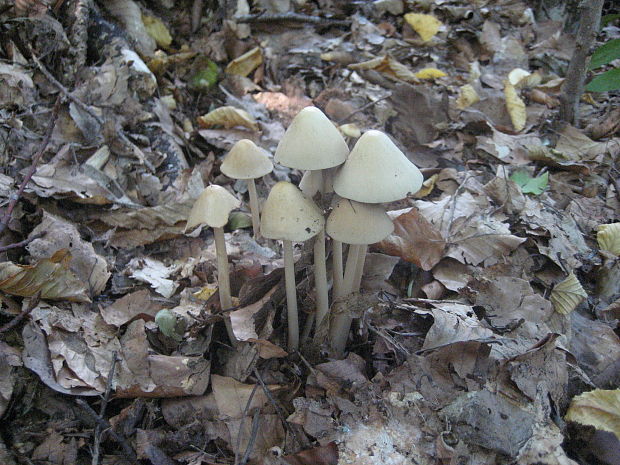 drobuľka Psathyrella sp.