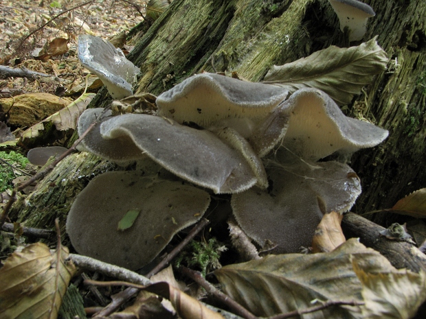 pajelenka želatínová Pseudohydnum gelatinosum (Scop.) P. Karst.