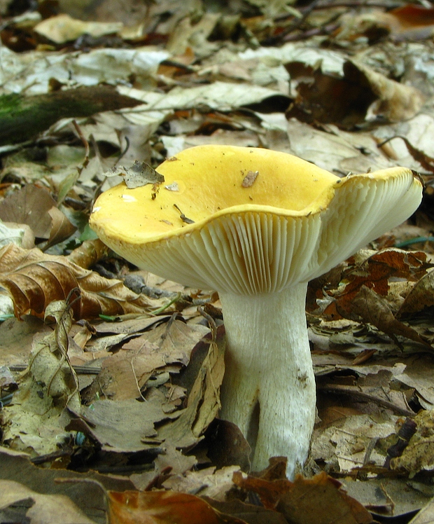 plávka Russula sp.