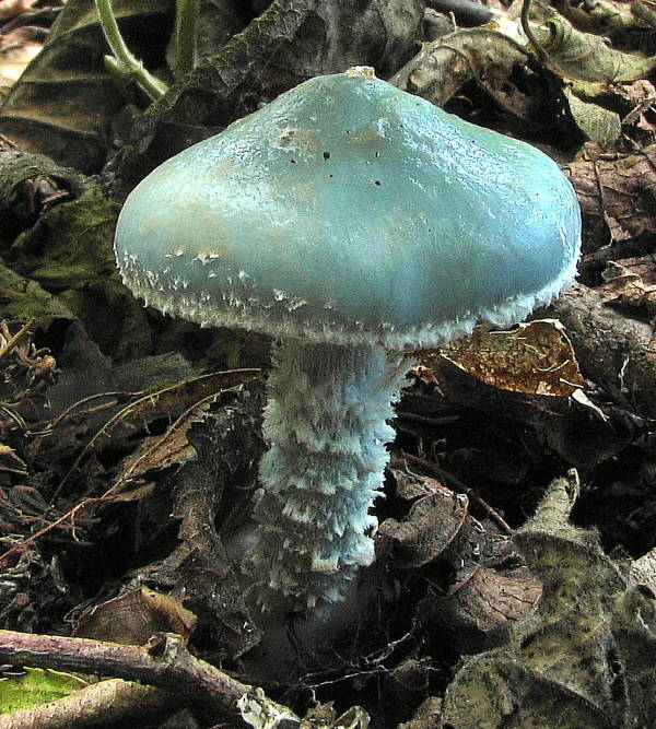 golierovka Stropharia sp.