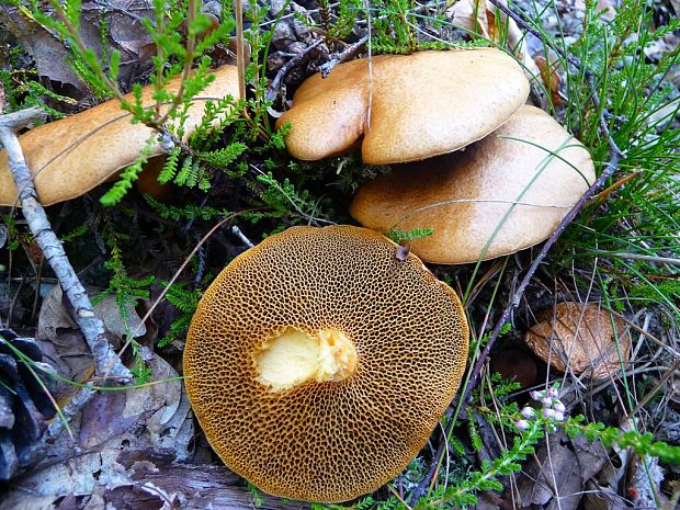 masliak kravský Suillus bovinus (Pers.) Roussel