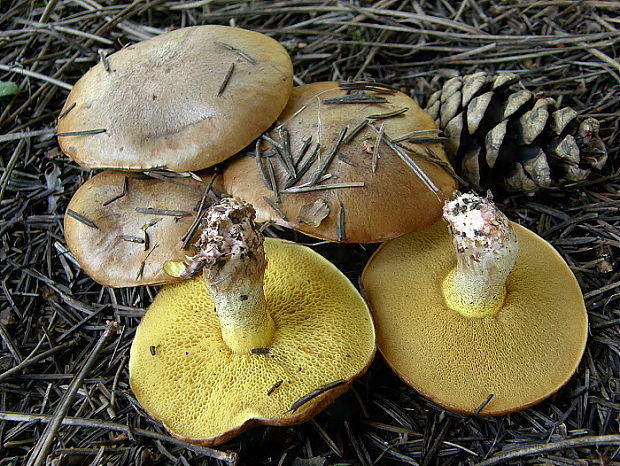 masliak kopcový Suillus collinitus (Fr.) Kuntze