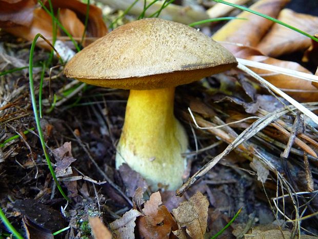 masliak strakatý Suillus variegatus (Sw.) Kuntze