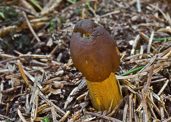 žezlovka hlavičkatá Tolypocladium capitatum (Holmsk.) Quandt, Kepler & Spatafora