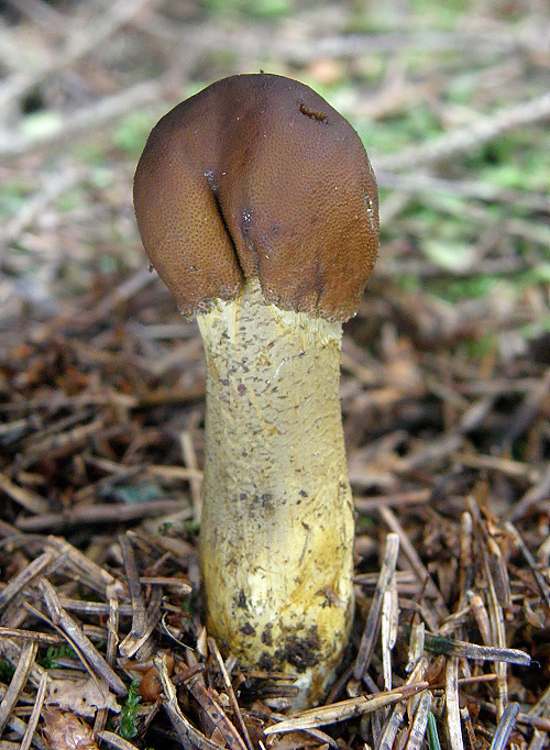 žezlovka hlavičkatá Tolypocladium capitatum (Holmsk.) Quandt, Kepler & Spatafora