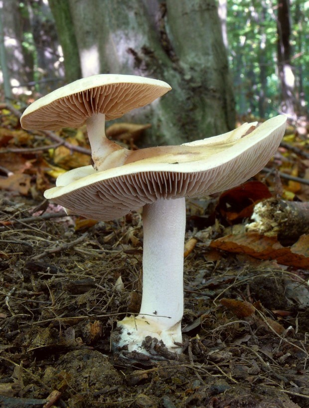 čírovka  ? Tricholoma sp.