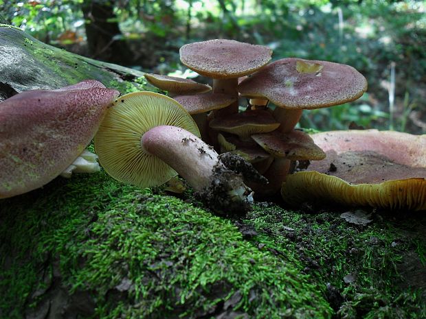 čírovec červenožltý Tricholomopsis rutilans (Schaeff.) Singer