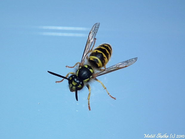 osa obyčajná Vespula vulgaris