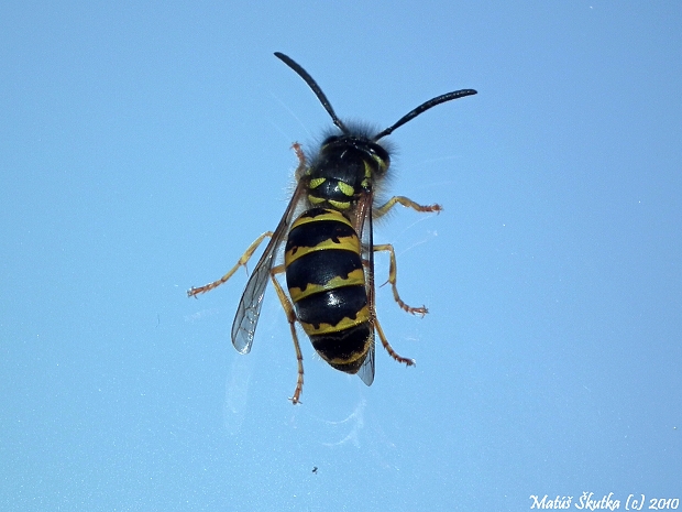 osa obyčajná Vespula vulgaris