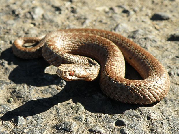 vretenica severna Vipera berus