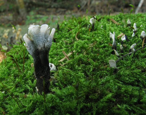 drevnatec parohatý Xylaria hypoxylon (L.) Grev.