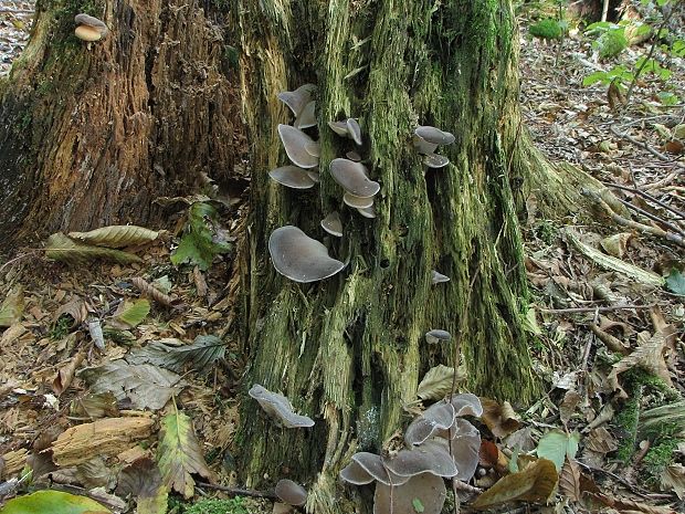 biotop Pajelenka želatínová biotop Pseudohydnum gelatinosum