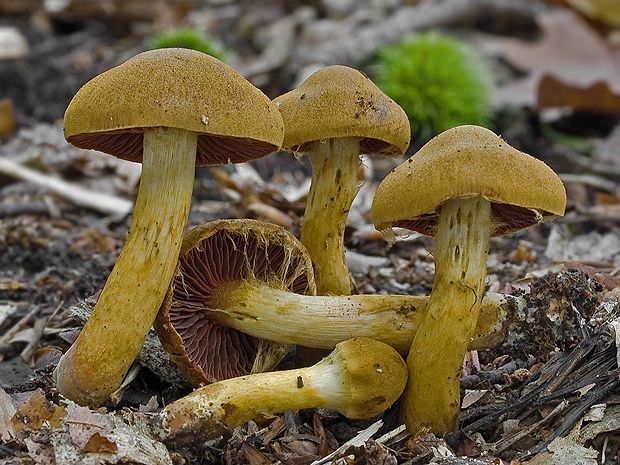 pavučinovec krvavolupeňový cf.Cortinarius semisanguineus (Fr.) Gill.