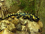 salamandra skvrnitá.