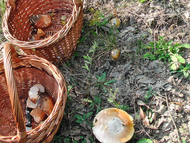 muchotrávka cisárska Amanita caesarea (Scop.) Pers.