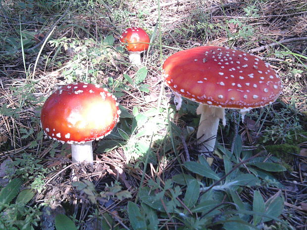 muchotrávka červená Amanita muscaria (L.) Lam.