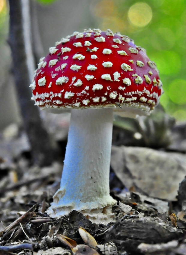 muchotrávka červená Amanita muscaria (L.) Lam.