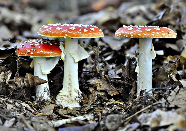 muchotrávka červená Amanita muscaria (L.) Lam.