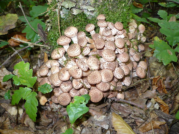 podpňovka Armillaria sp.