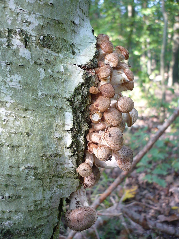 podpňovka Armillaria sp.