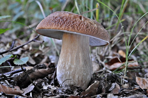 hríb smrekový Boletus edulis Bull.