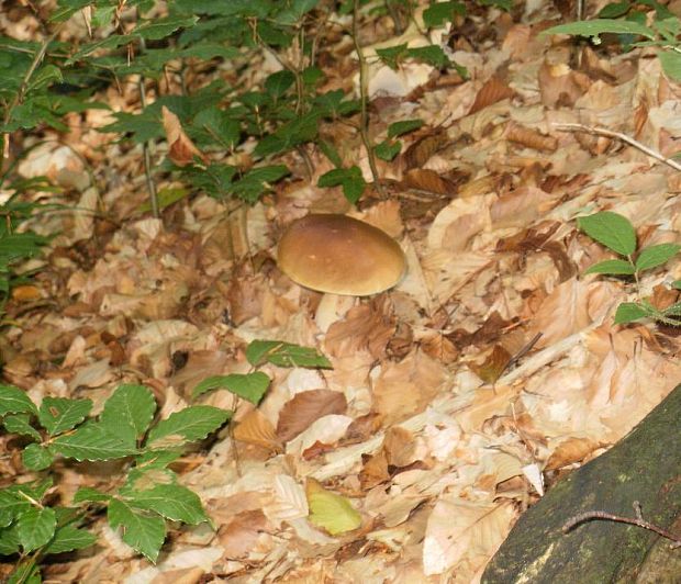 hríb sosnový Boletus pinophilus Pil. et Dermek in Pil.