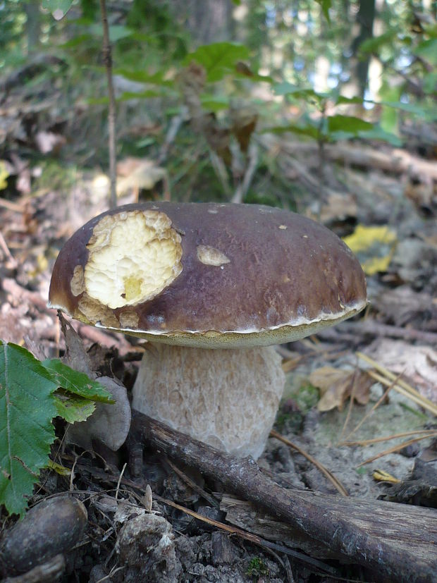 hríb sosnový Boletus pinophilus Pil. et Dermek in Pil.