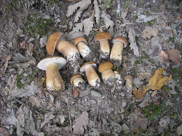 hríb dubový Boletus reticulatus Schaeff.