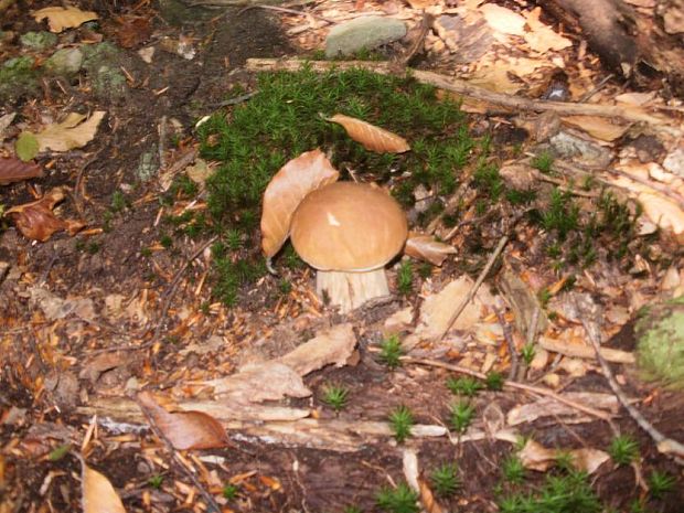 hríb  Boletus sp.