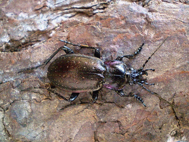 bystruška - Střevlík hajní  Carabus nemoralis