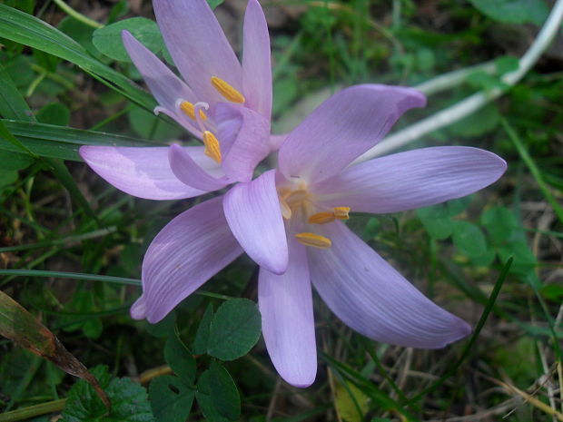 jesienka obyčajná Colchicum autumnale