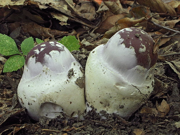 pavučinovec mohutný Cortinarius praestans (Cordier) Gillet