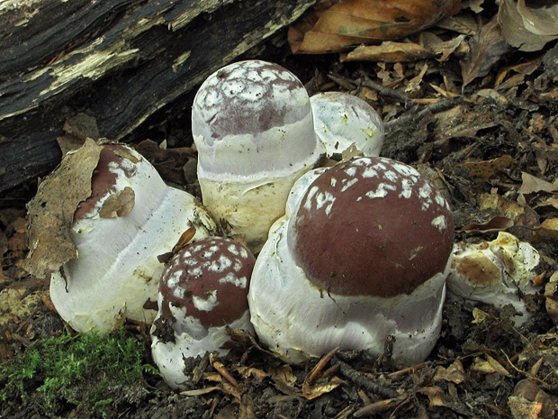 pavučinovec mohutný Cortinarius praestans (Cordier) Gillet