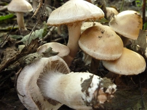 pavučinovec Cortinarius sp.