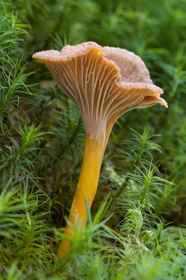 kuriatko lievikovité Craterellus tubaeformis (Fr.) Quél.