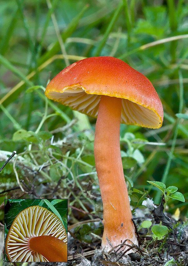 lúčnica šarlátová Hygrocybe coccinea (Schaeff.) P. Kumm.