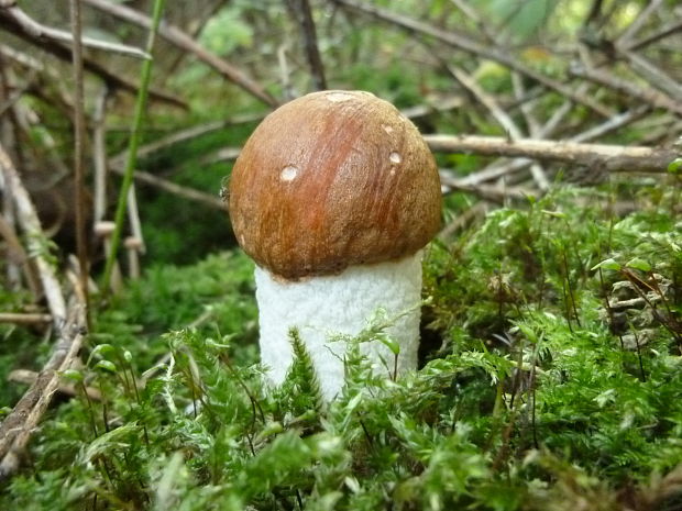 kozák osikový Leccinum albostipitatum den Bakker & Noordel.