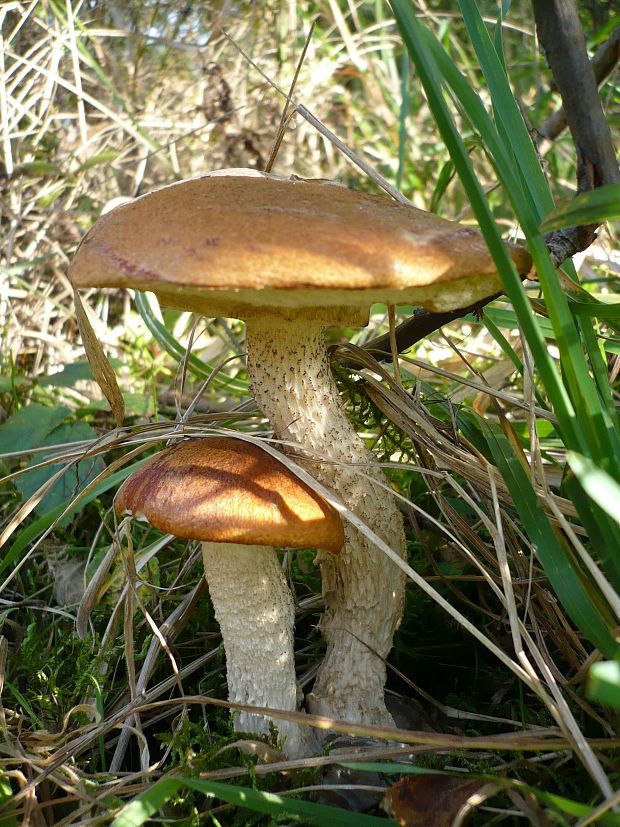 kozák osikový Leccinum albostipitatum den Bakker & Noordel.